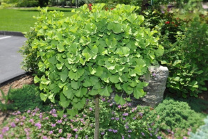 ginkgo