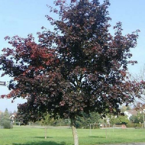 7218 (1)