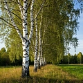 Береза